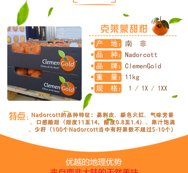 ClemenGold甜柑批发