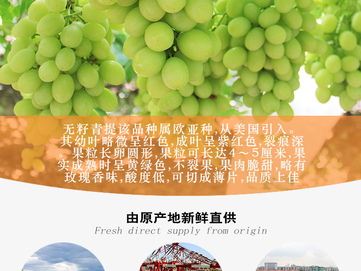 金豹sugraone无籽